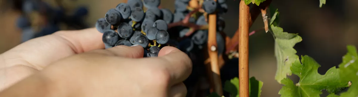 Ausbildung zum/r Winzer/in (m/w/d)