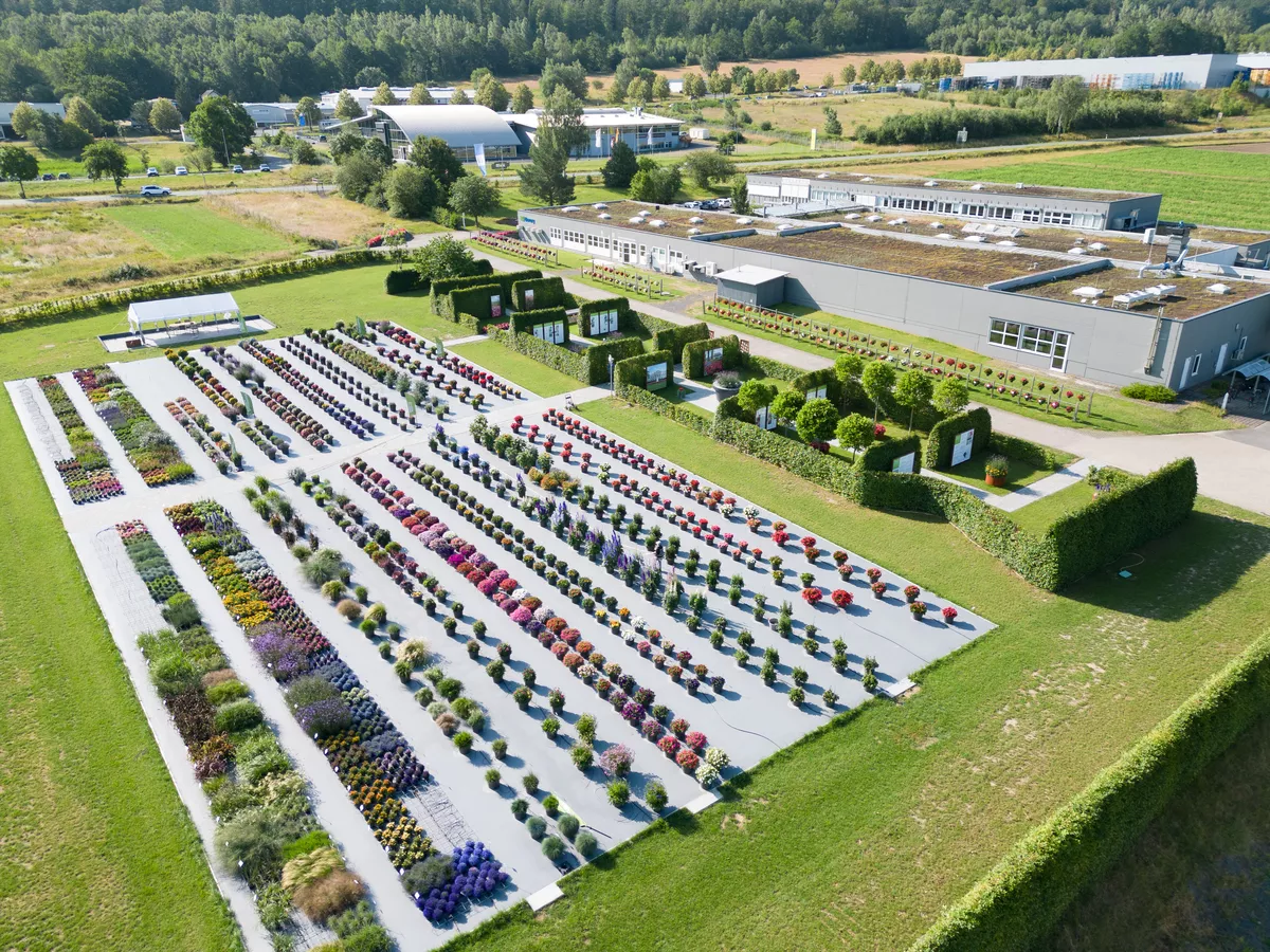 Summer Garden