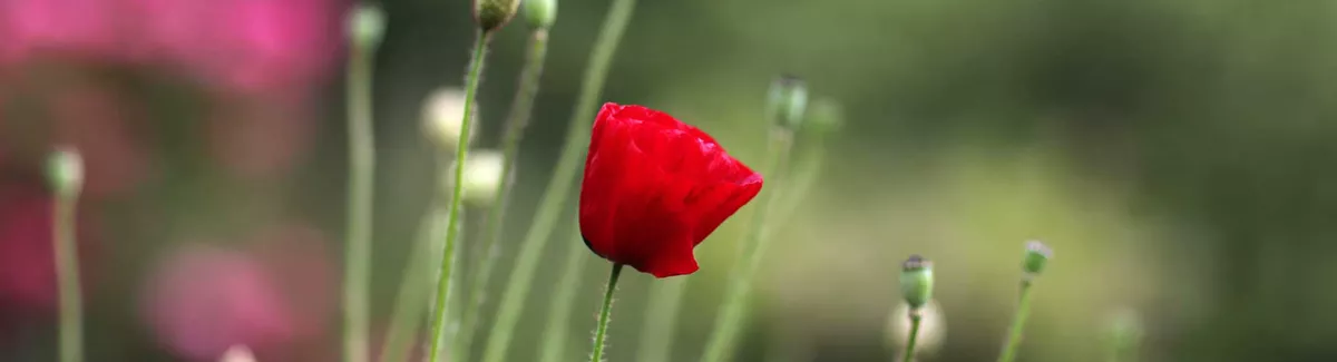 Bildungsgang Gartenbau