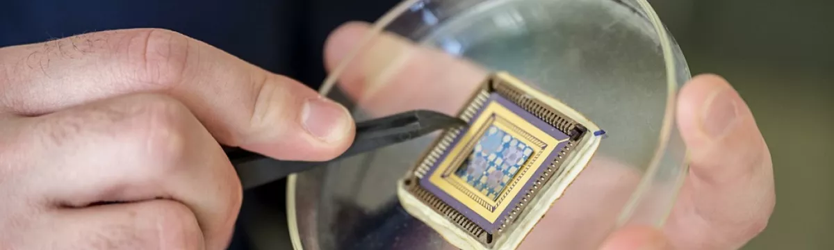 Das Bild zeigt eine Petrischale mit einem Mikrochip, den jemand mit einer Zange bearbeitet.