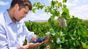 Winzer bei der Arbeit