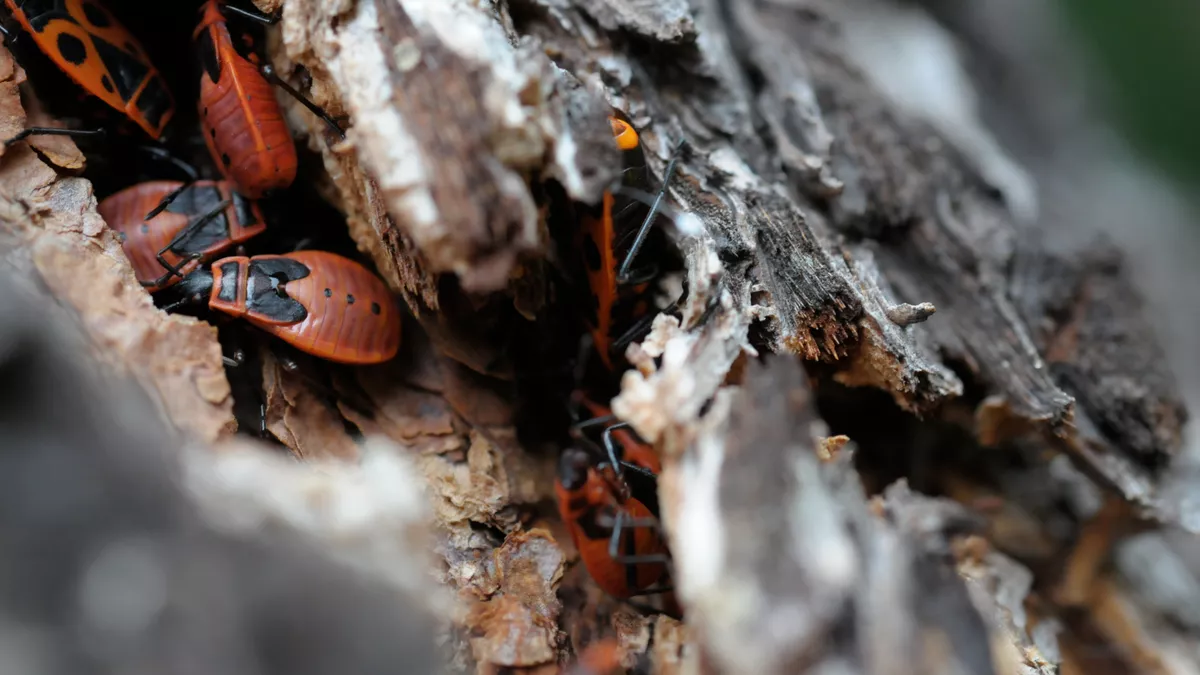 Holz von Insekten befallen