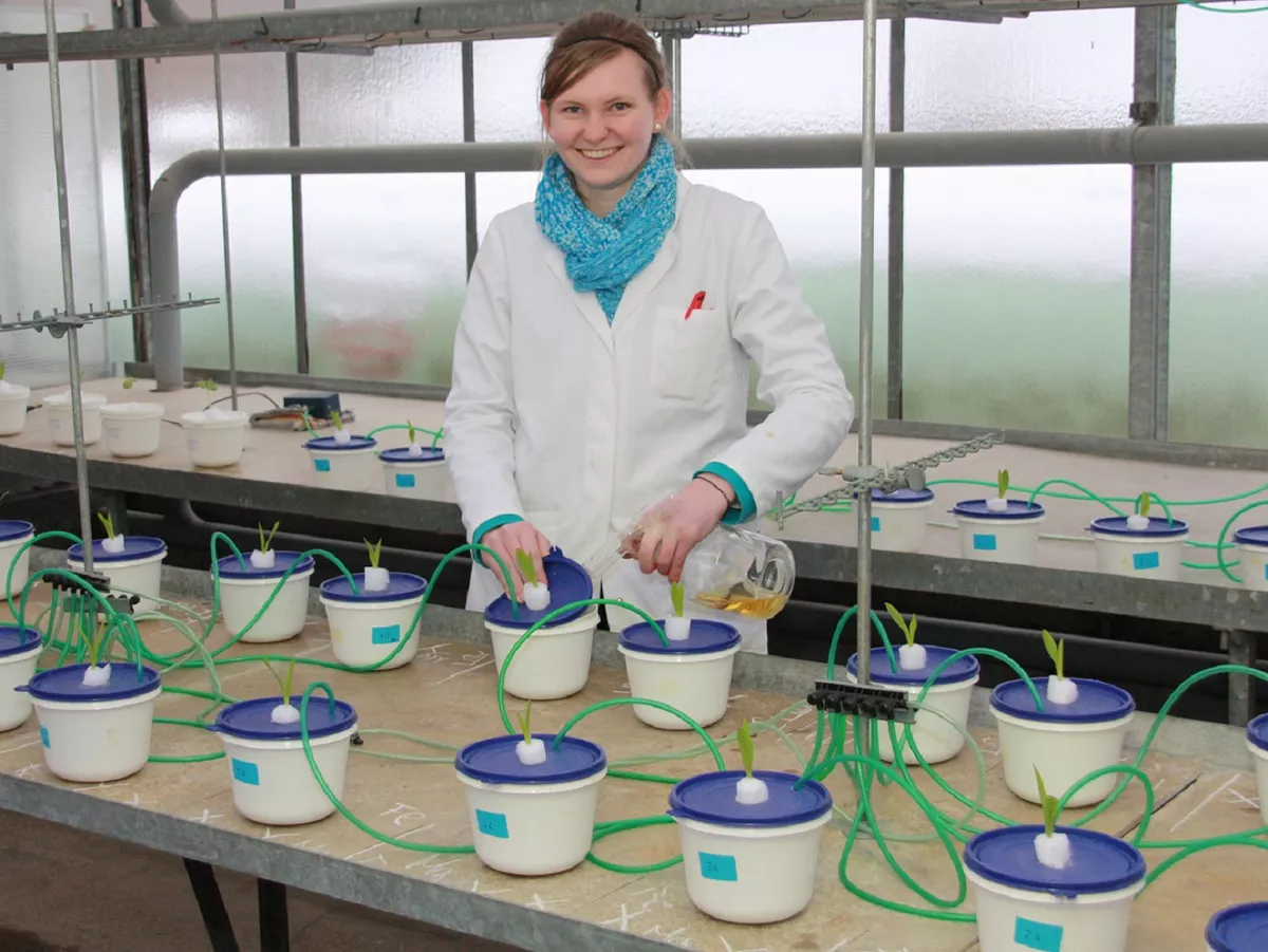 Ansetzen von Nährstoffversuchen im Gewächshaus