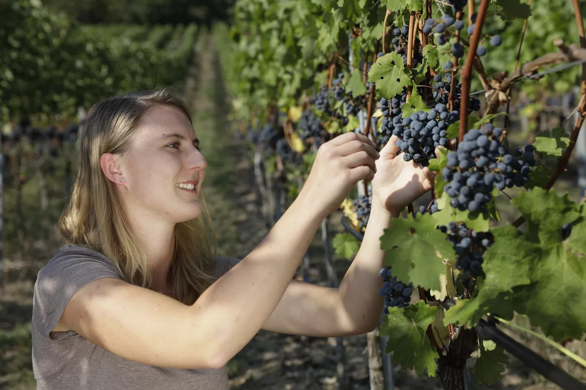 Duales Studium Wein-Technologie-Management (B.Sc.)