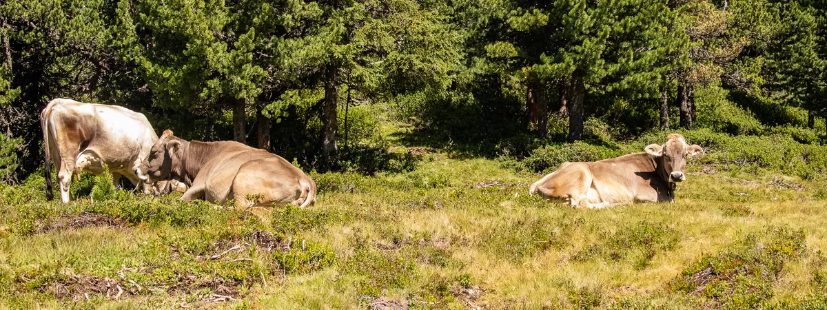 Lehrstellen Südtirol