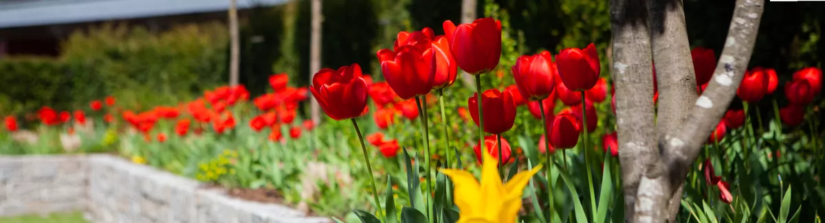 Blumenbeet mit Muschelkalkmauer