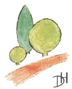 Logo Delle & Heinemann GmbH & Co. KG Garten- und Landschaftsbau