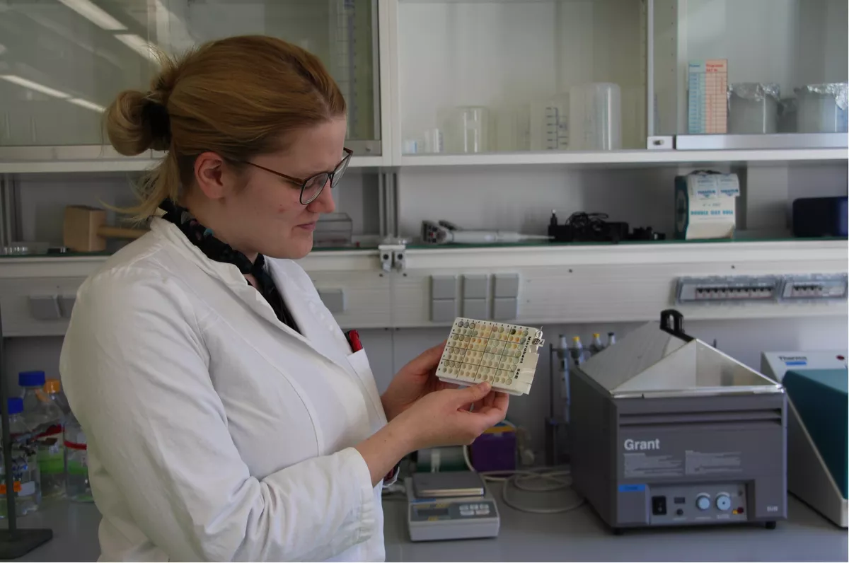 Auswertung einer Mikrotiterplatte