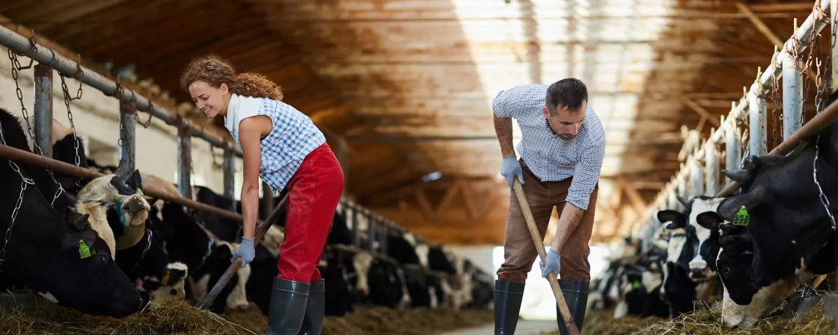 Landwirtinnen und Landwirte sind früh auf den Beinen, um ihre Tiere zu füttern.