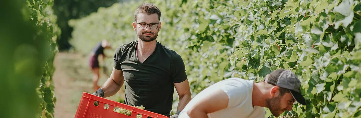 Weinbau und Oenologie (B.Sc.)