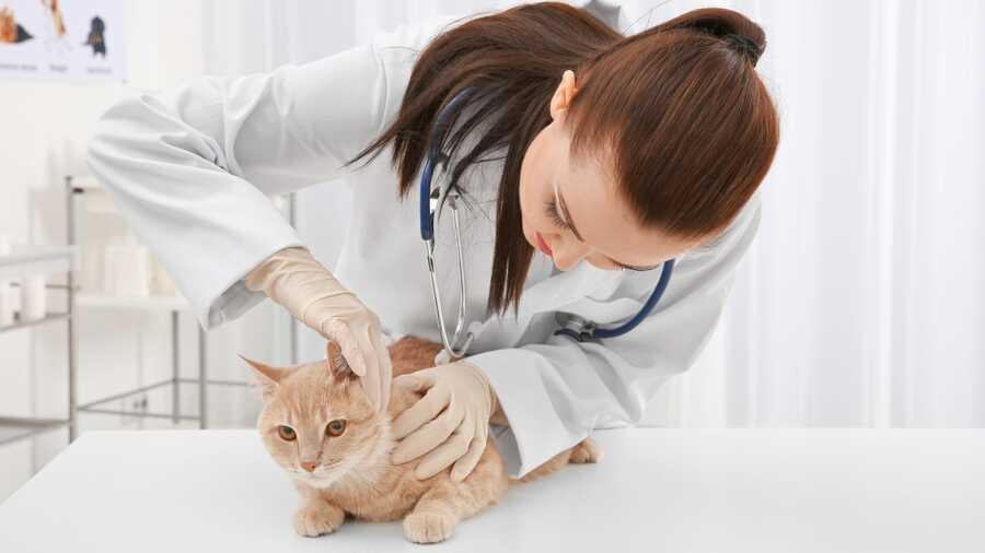 Tiermedizinische Fachangestellte bei der Arbeit.