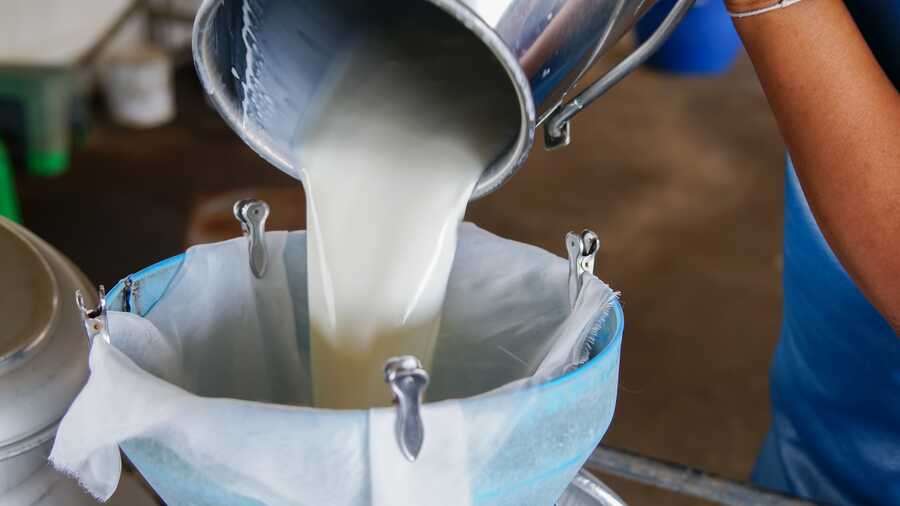 Milchwirtschaftliche Laboranten überwachen die Milchverarbeitung