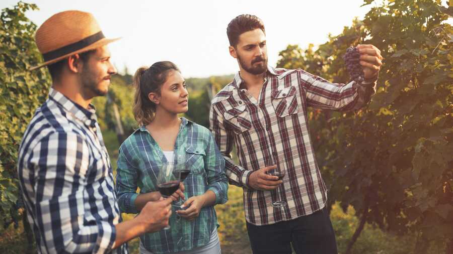 Weinbauer und Önologen kümmern sich um die Weinherstellung