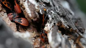 Fachkraft für Holz- und Bautenschutzarbeiten