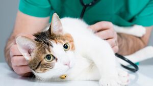Tierarzt / Tierärztin