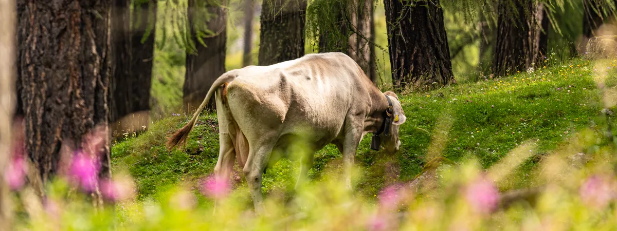 Lehrstellen Südtirol