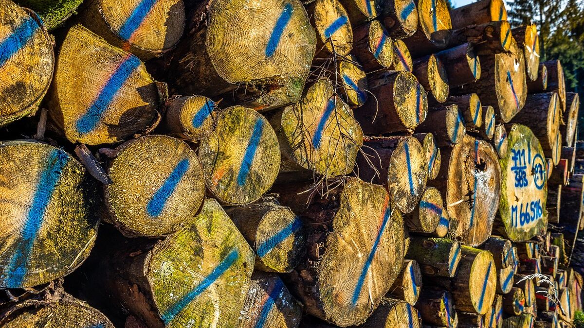 Forstwirte fällen und lagern Holz